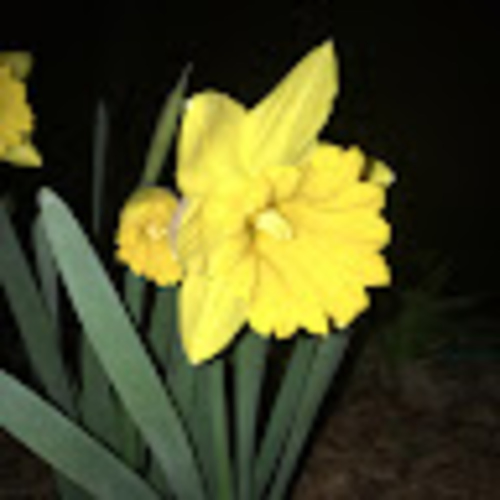 Meet your Posher, Debbie